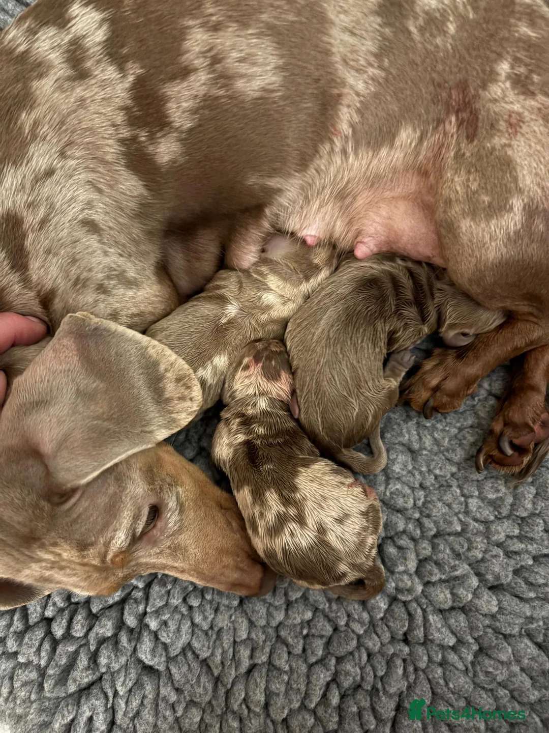 Miniature Dachshund dogs for stud: For stud my boy Dinky  in Alfreton - Advert 21