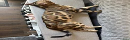 Bengal cats for sale: ONLY 4 LEFT - HEALTH/DNA TESTED BENGALS - Advert 3