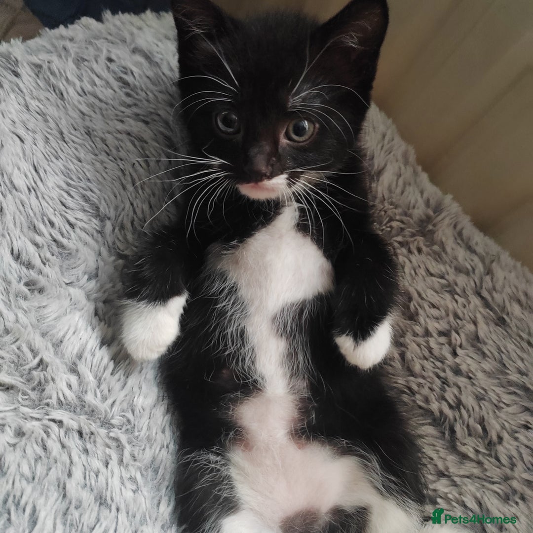 Mixed Breed cats for sale: Lovely kittens  - Advert 21