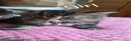 Maine Coon cats for sale: Adorable Mainecoon babys - Advert 20