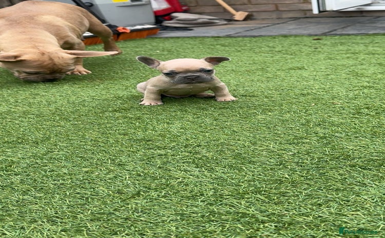 French Bulldog dogs - Advert 15
