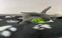 French Lop rabbits for sale: Blue French lopXDutch baby rabbits ready to go now - Image 13