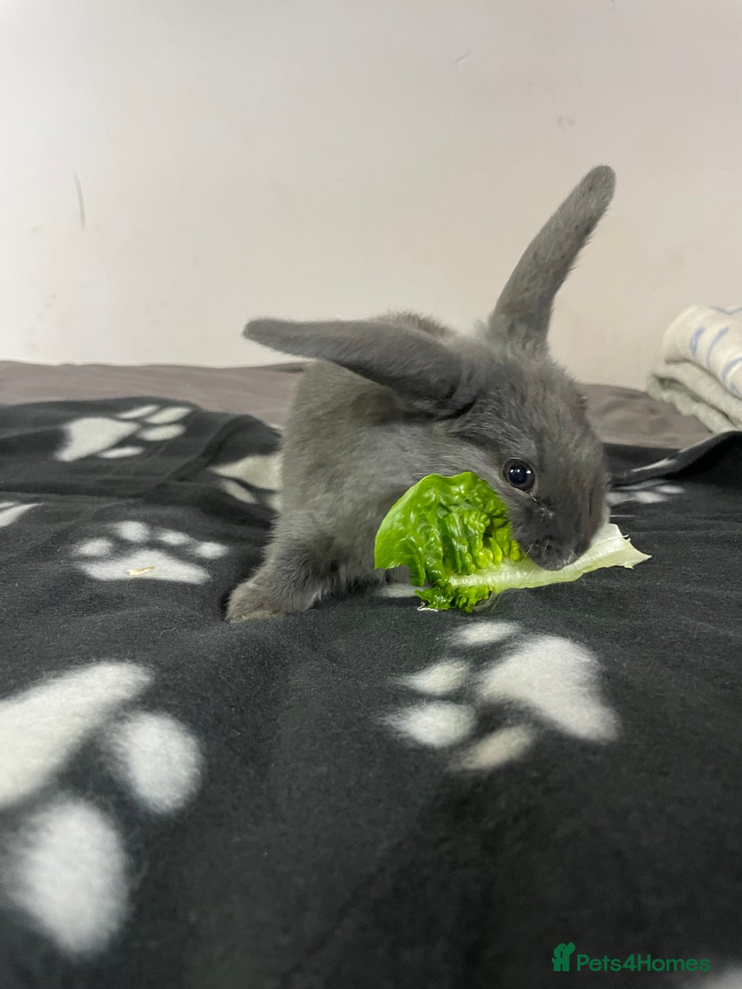 French Lop rabbits for sale: Blue French lopXDutch baby rabbits ready to go now - Image 13