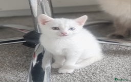 Turkish Angora cats for sale: Turkish Angora X Kittens Ready for New Homes  - Image 13
