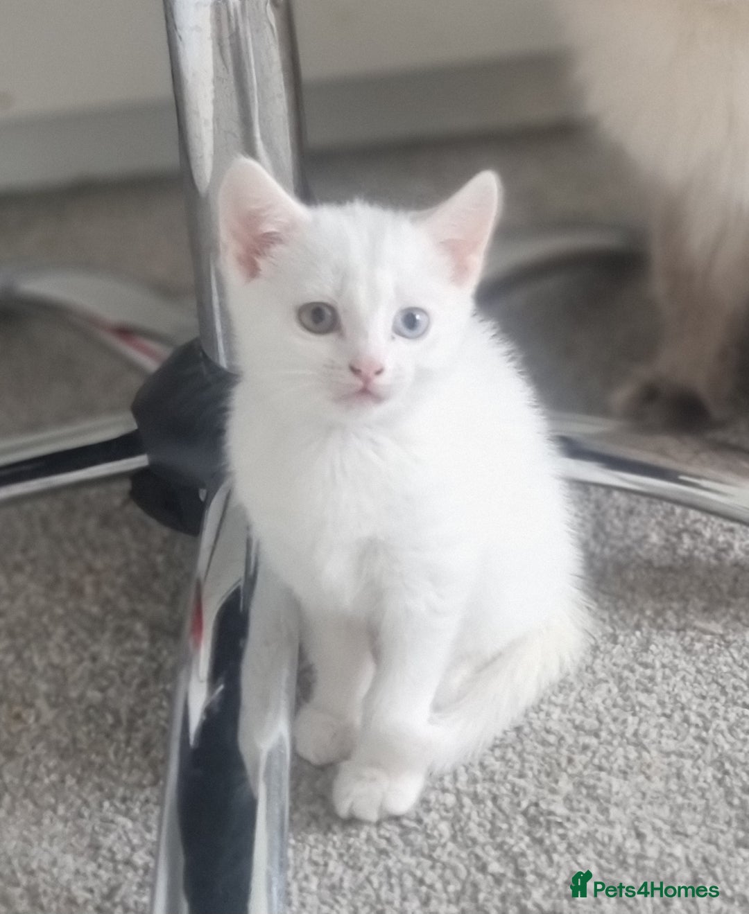 Turkish Angora cats for sale: Turkish Angora X Kittens Ready for New Homes  - Image 13