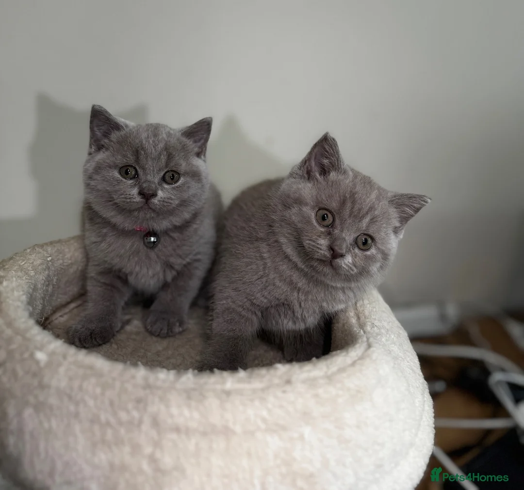 British Shorthair cats for sale: BSH  kittens lilac and blue - Advert 2