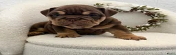 English Bulldog dogs for sale: Stunning English Bulldog Puppies 💖 - Advert 18