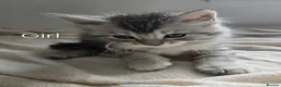 Maine Coon cats for sale: 7 Gorgeous Maine Coon kittens. - Advert 7