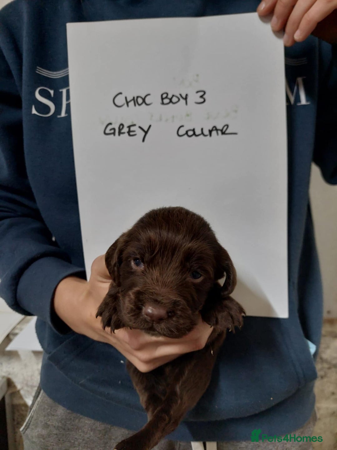 Sprocker dogs for sale: Sprocker ( Springer x Cocker ) pups for sale - Image 18