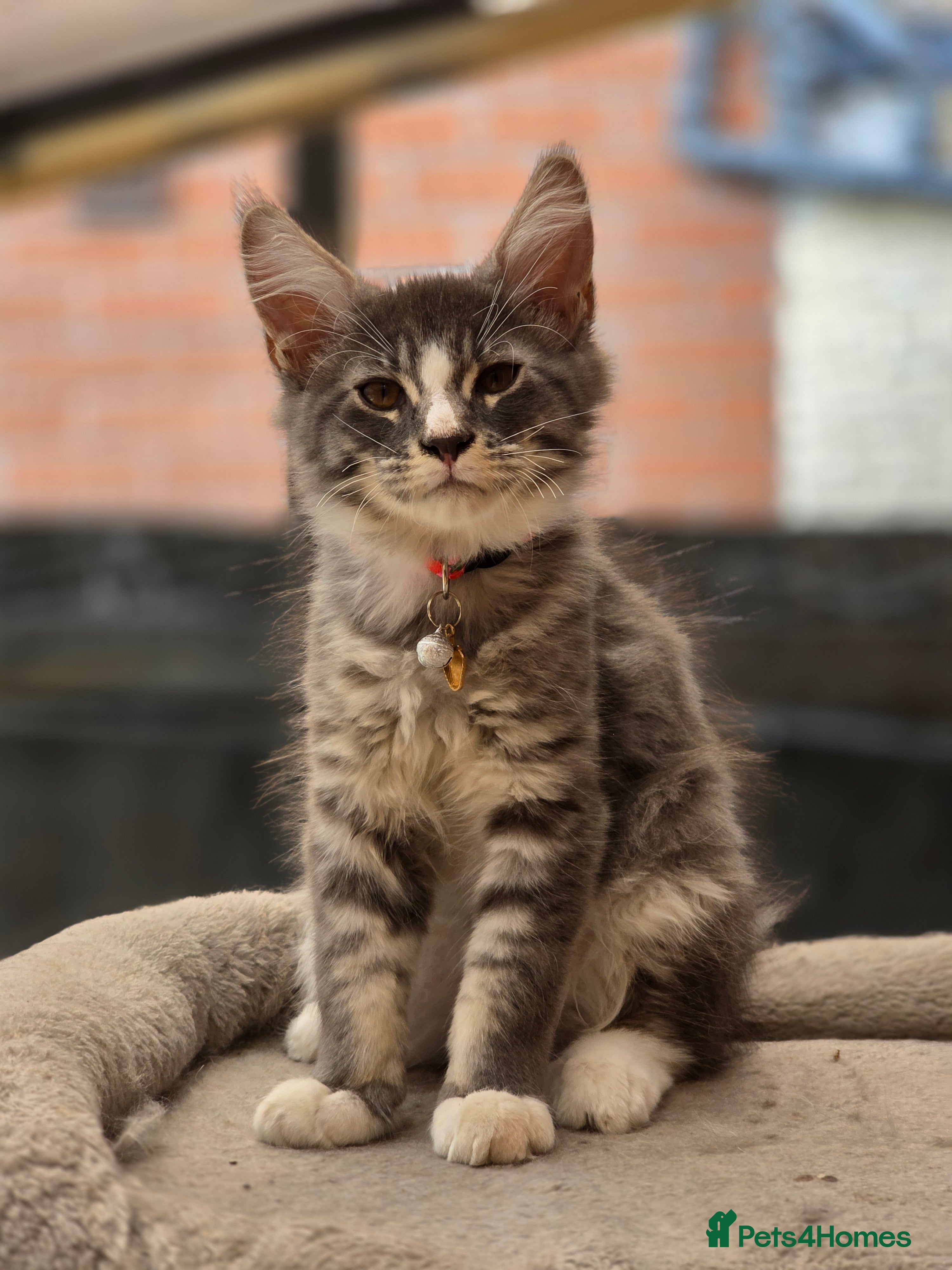 Maine Coon cats ❤️ TICA Registered Maine Coon Kittens Ready Now ❤️ - Advert 2