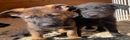 German Shepherd dogs for sale: Working Line German Shepherd Puppies - Cornwall in Hayle - Advert 32