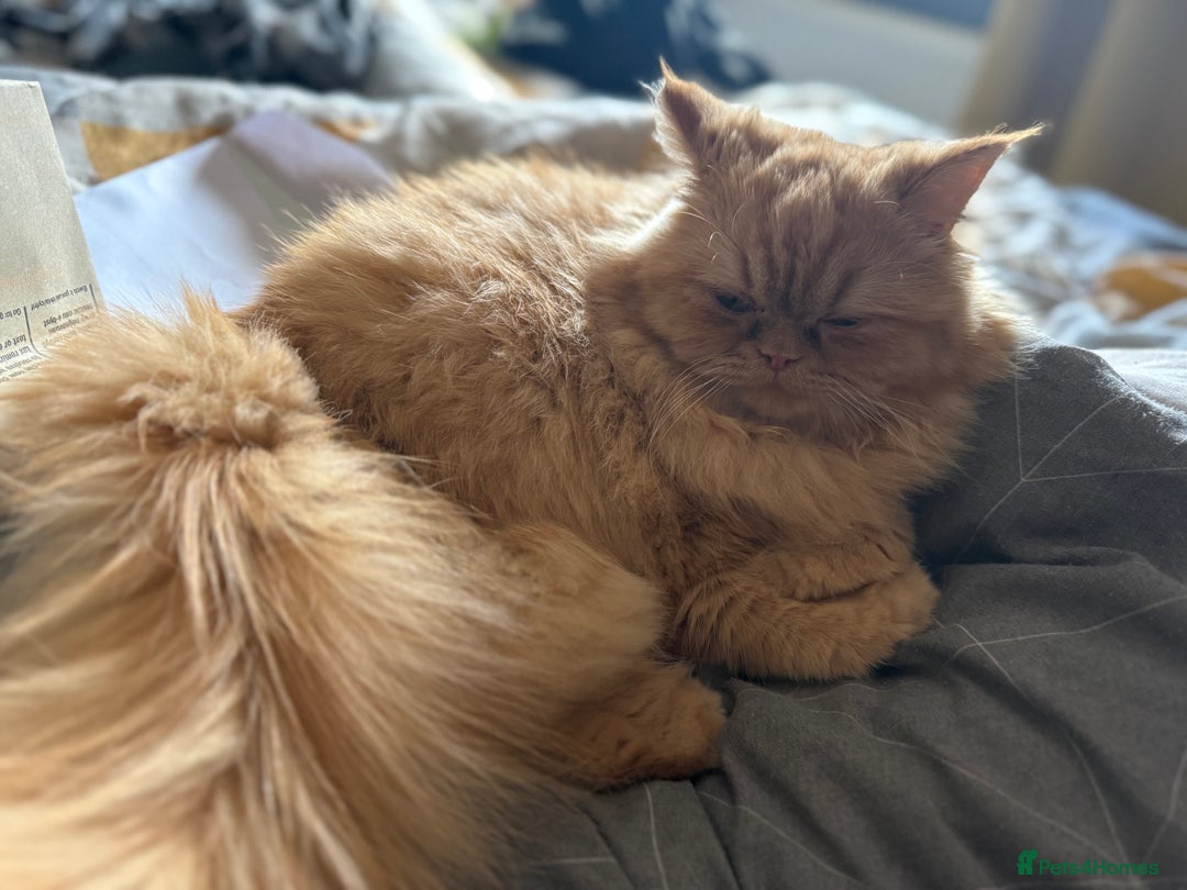 Persian cats for sale: 1 year old Persian (Daisy) - Image 3