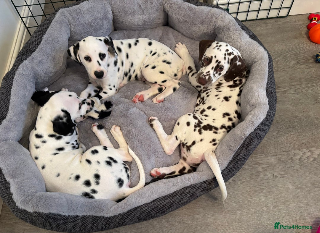 Dalmatian dogs for sale: Stunning mixed litter of Dalmatians  - Advert 14