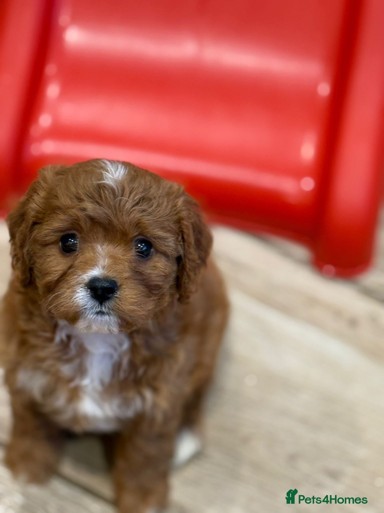 Cavapoo dogs F1 3 Girls 1 boy fully insured - Advert 2