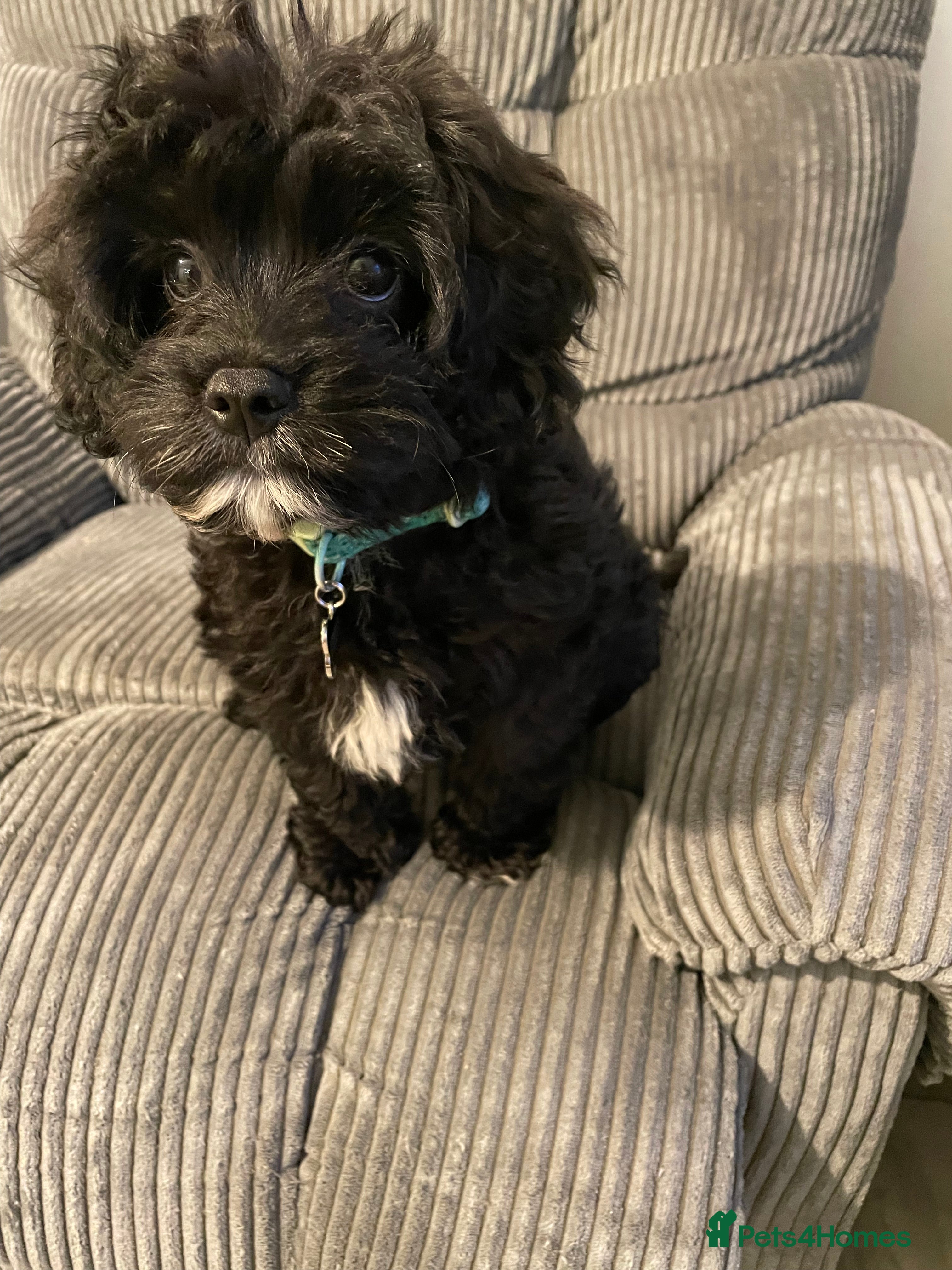 Cavapoo dogs Cavapoo puppy - Advert 1