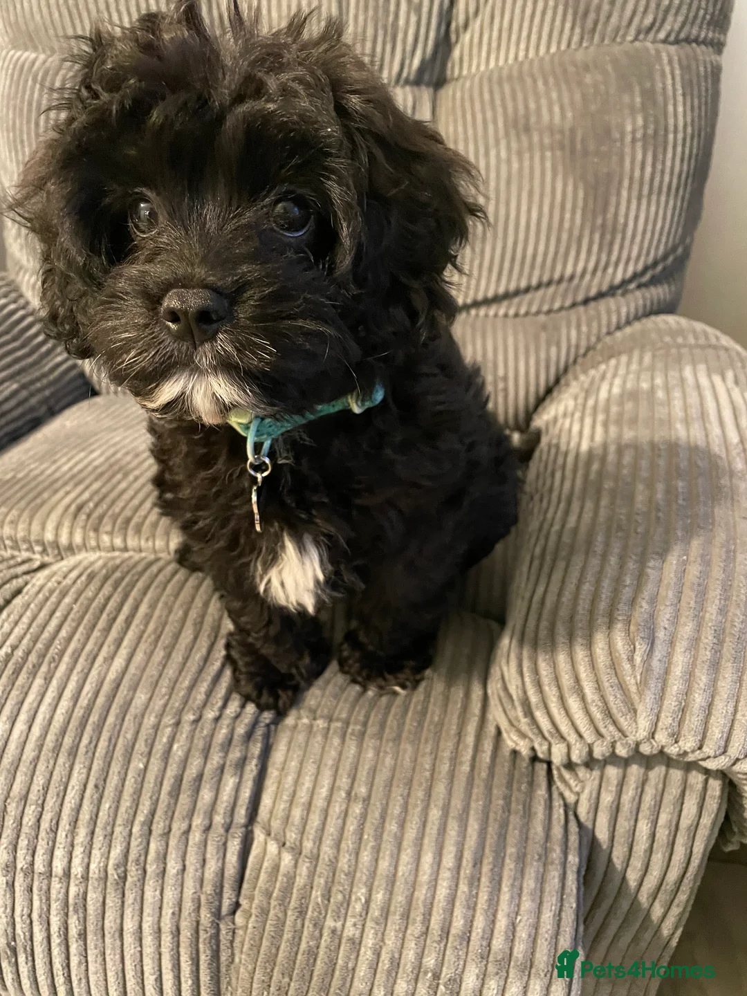 Cavapoo dogs for sale: Cavapoo puppy - Advert 2