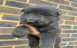 German Shepherd dogs for sale: Outstanding litter KC Reg German Shepherd puppies - Image 3