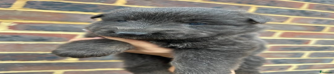 German Shepherd Puppy 1
