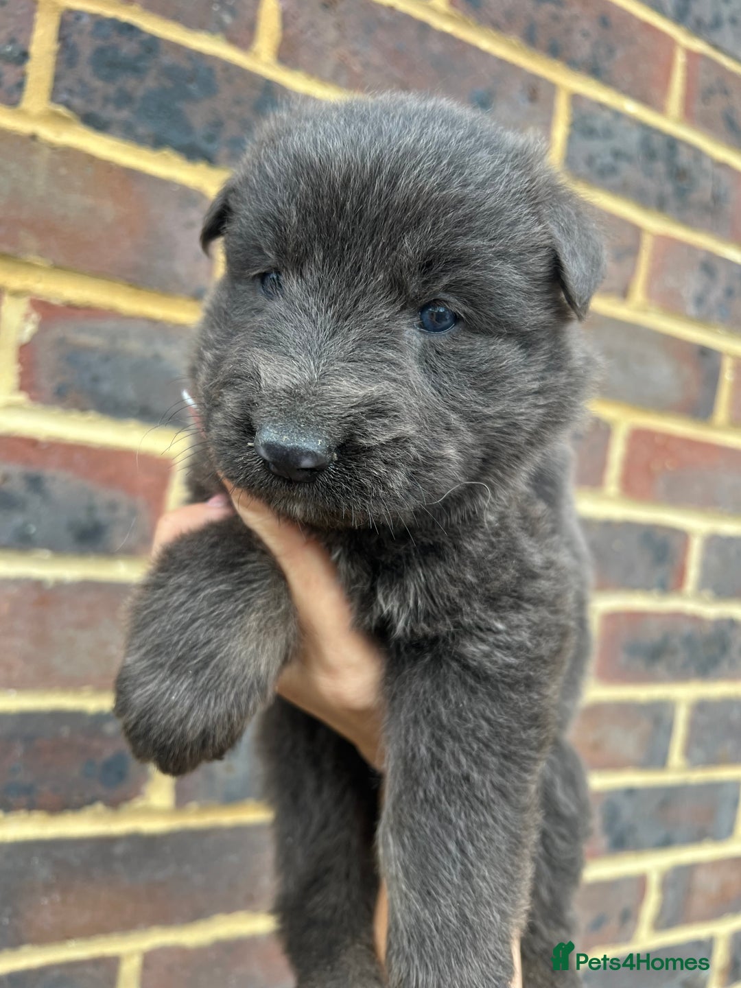German Shepherd dogs for sale: Outstanding litter KC Reg German Shepherd puppies - Image 3