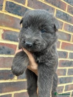 German Shepherd dogs - Advert 12