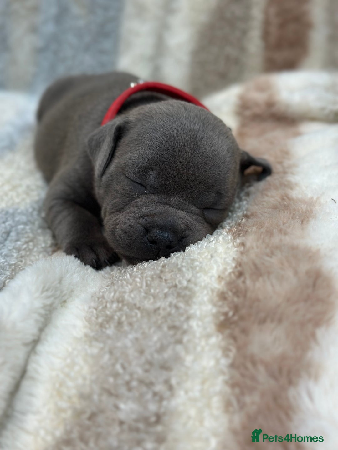 Staffordshire Bull Terrier dogs for sale: ✨🥰🐶 KC Registered Staffordshire Bull Terrier  🐾 - Advert 23