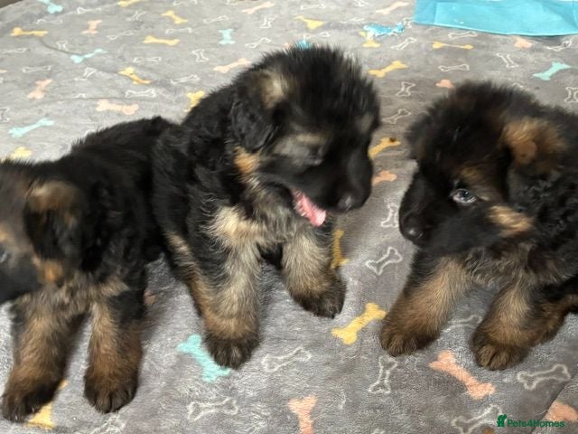 German Shepherd dogs Stunning GSD working line puppies  - Advert 2