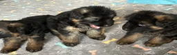 German Shepherd dogs for sale: Stunning GSD working line puppies  - Advert 16