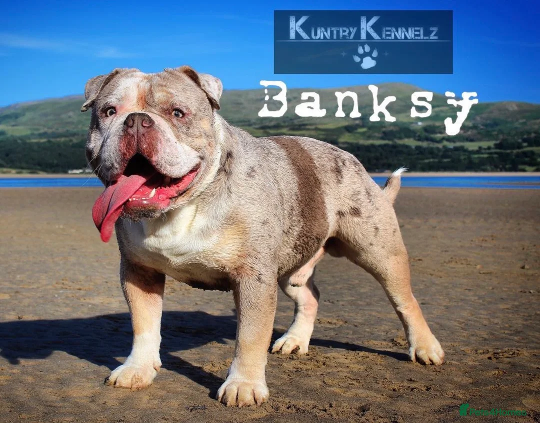 Olde English Bulldogge dogs for stud: BB_BULLYZ Buster Boy - Available for stud  - Advert 4