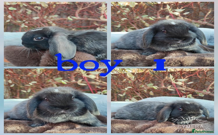 Mini Lop rabbits - Advert 21