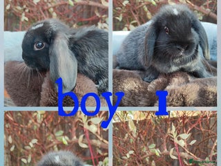 Mini Lop rabbits - Advert 27