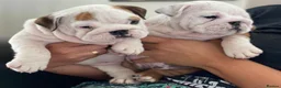 English Bulldog dogs for sale: Three Little Wrinkles Pure Bulldogs, Sweet Hearts - Advert 3