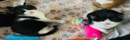 Mixed Breed cats for sale: 1 male and 1 female kitten  - Advert 3