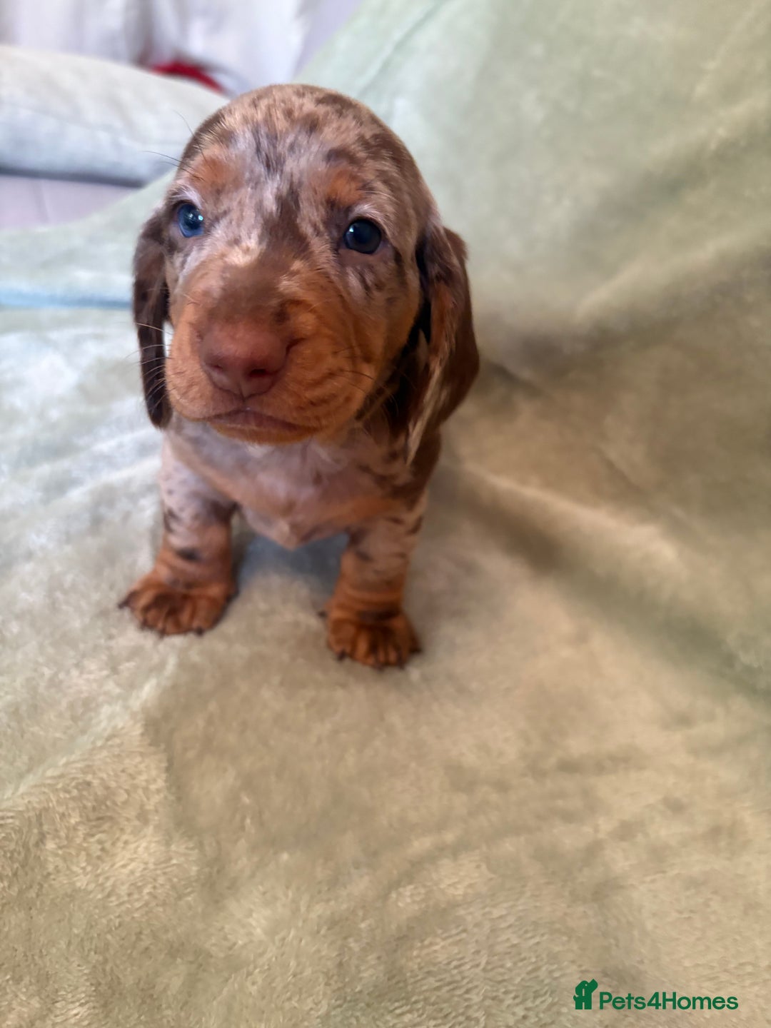 Dachshund dogs for sale: 8 weeks & READY TO LEAVE NOW - dachshund puppy  - Advert 39