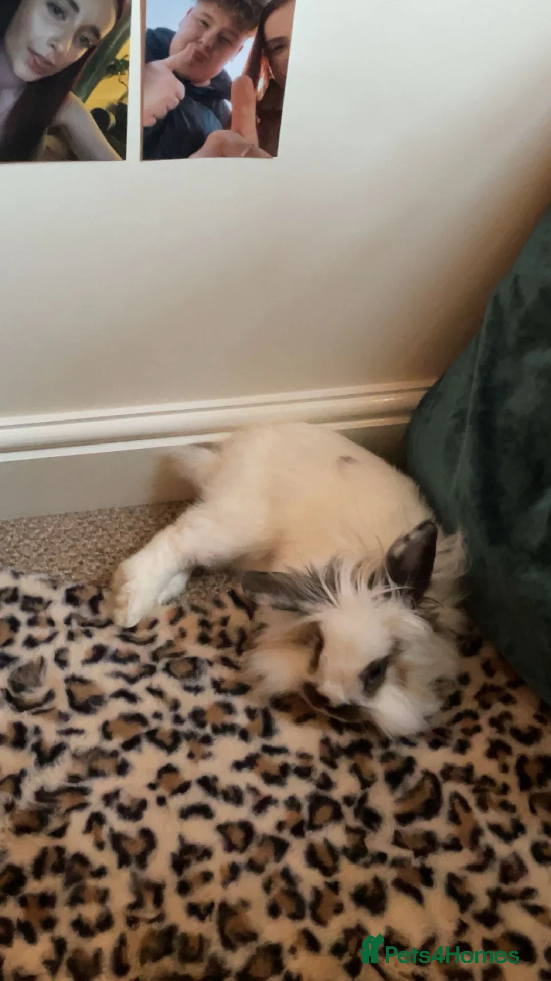 Mini Lion Lop rabbits for sale: Rabbit for sale (including cage) - Advert 2