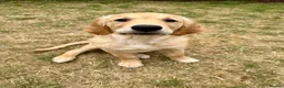 Golden Retriever dogs for sale: Golden Retriever Puppy in Chesterfield - Advert 3