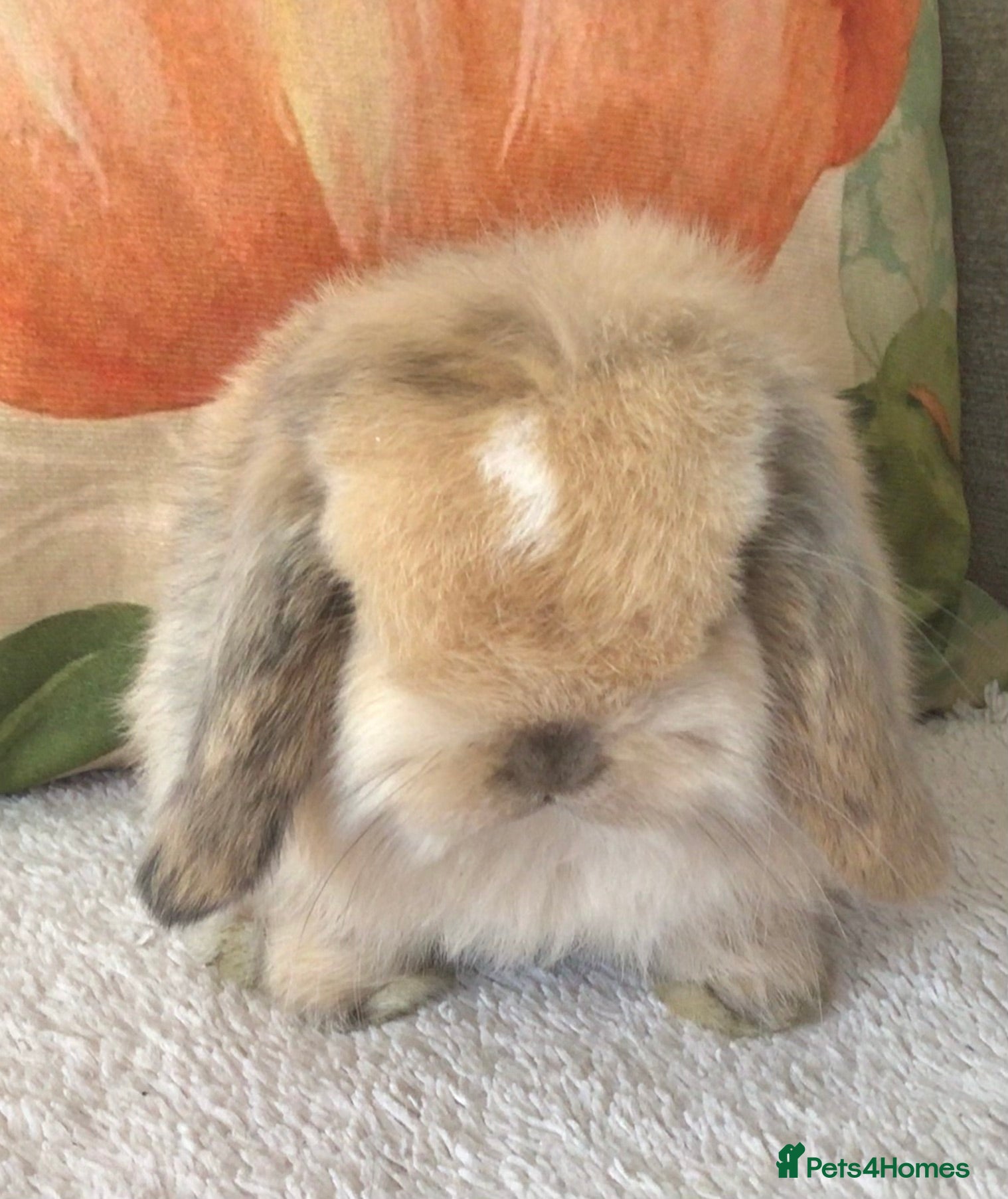 Mini Lop rabbits Mini lop buck - Advert 1