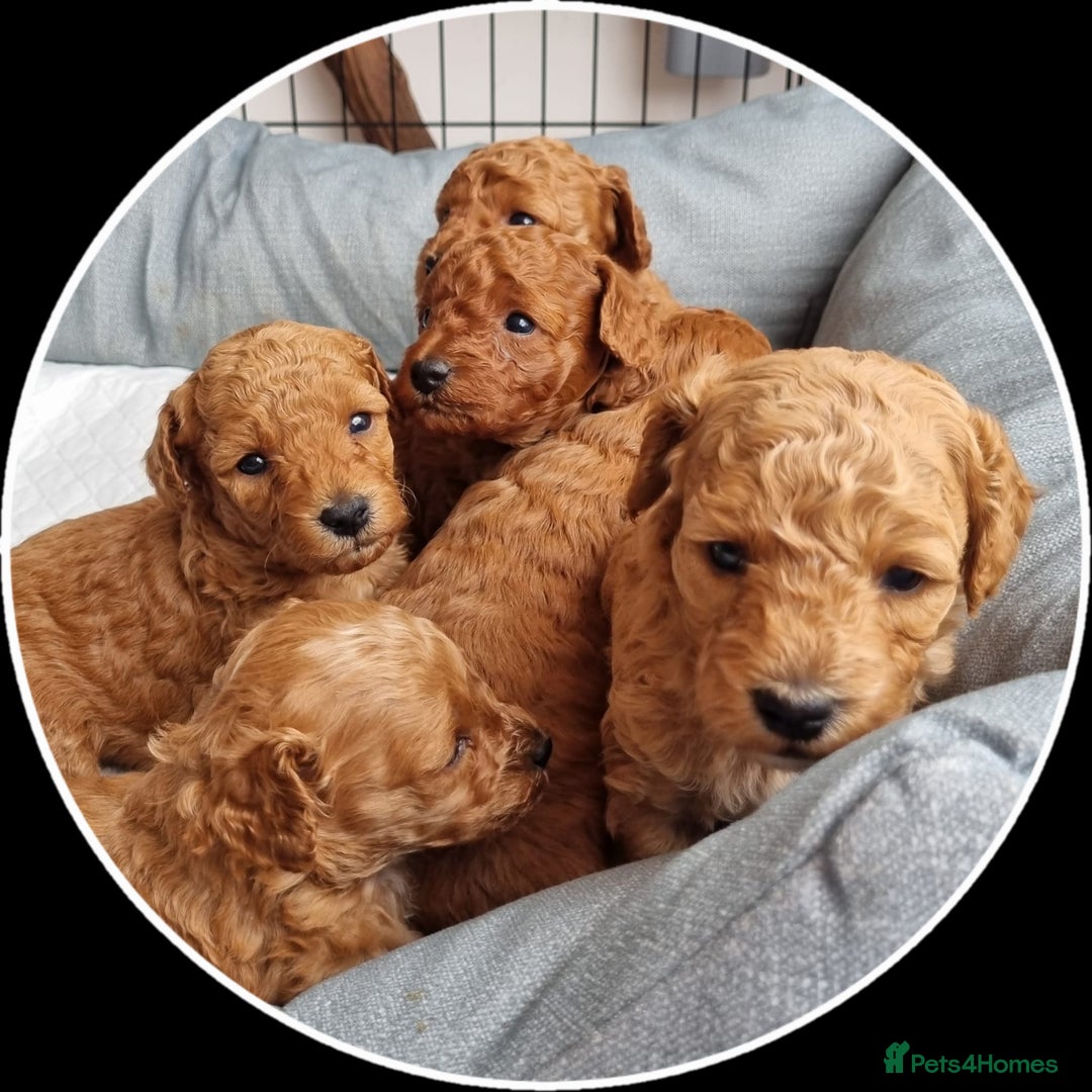 Miniature Poodle dogs for sale: READY NOW !Adorable Miniature Poodle Puppies! in London - Image 13