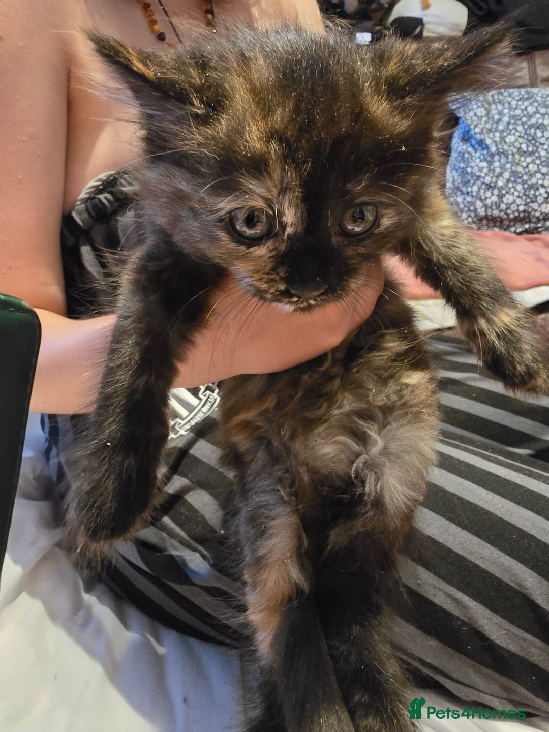 European cats for sale: Beautiful kittens  - Image 10