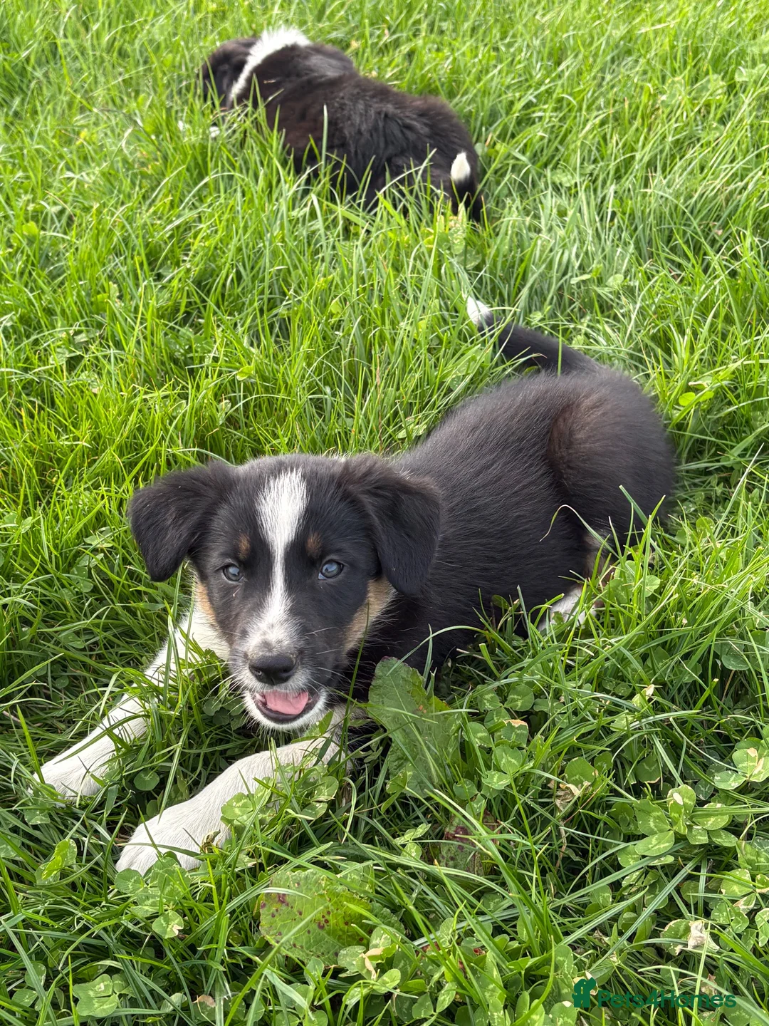 Border Collie dogs for sale: Border collie puppies - Advert 1