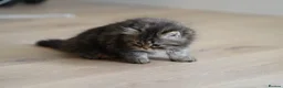 Persian cats for sale: Kitten for sale  in London - Advert 2