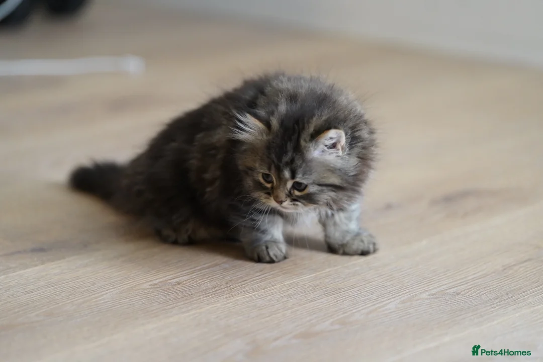 Persian cats for sale: Kitten for sale  in London - Advert 2