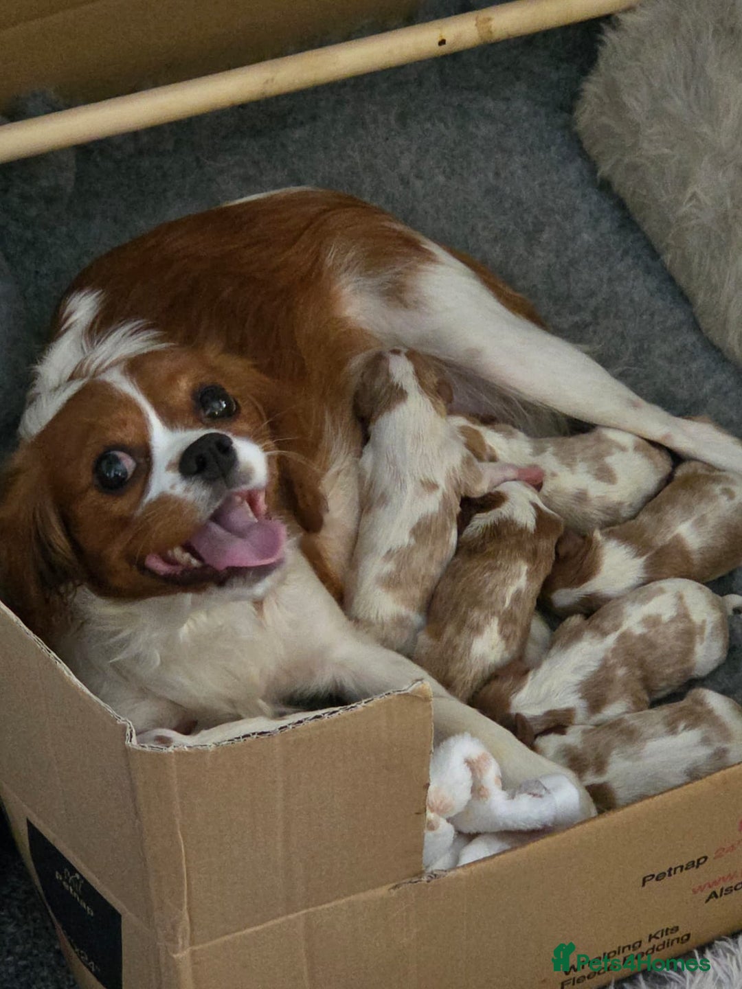 Cavalier King Charles Spaniel dogs for sale: Cavalier Puppies - Image 3