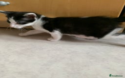 Siamese cats for sale: 3 half Siamese kittens  - Image 7