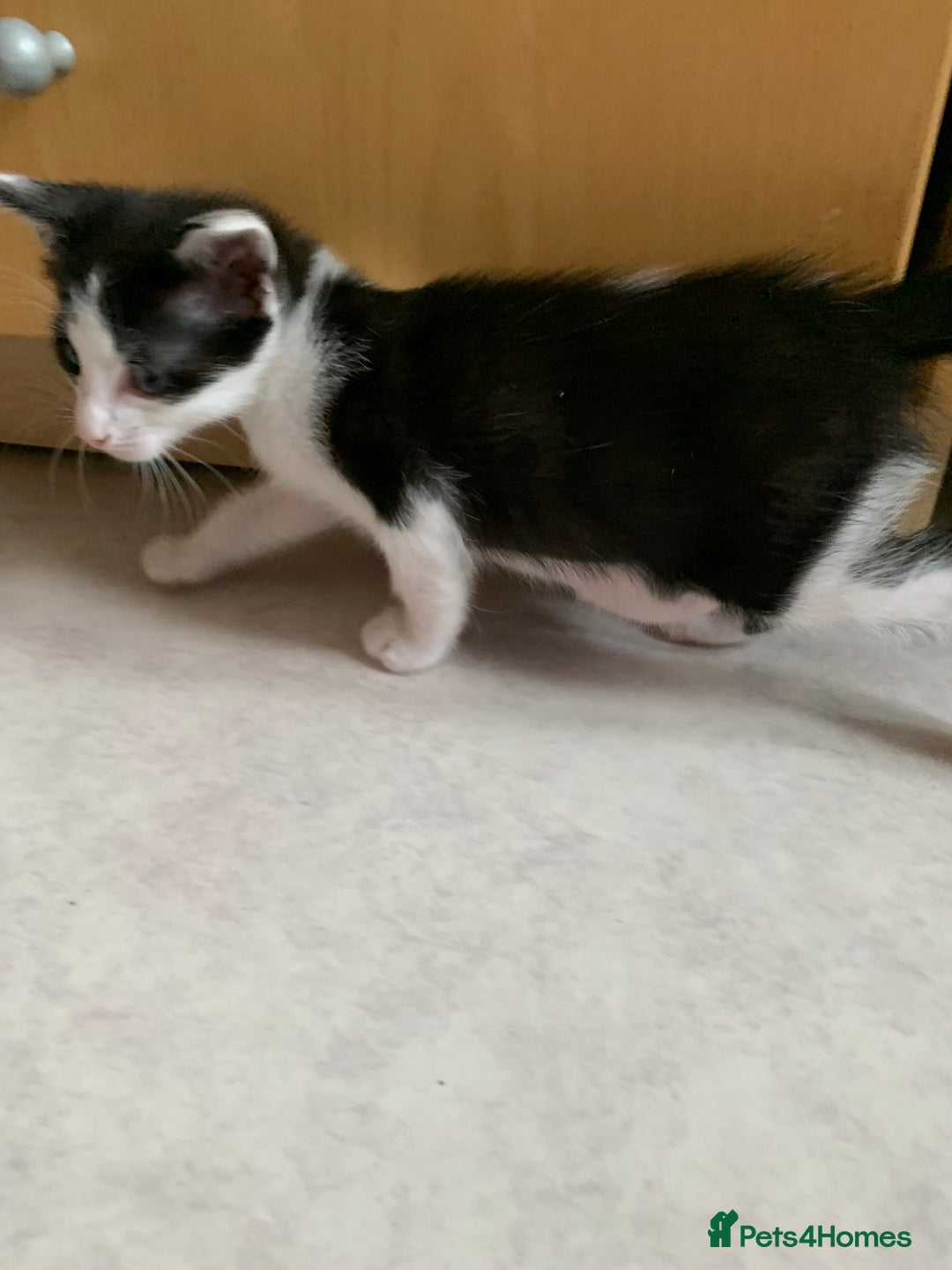 Siamese cats for sale: 3 half Siamese kittens  - Image 7