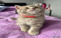 British Shorthair cats for sale: Gorgeous British Shorthair Kittens  - Image 15