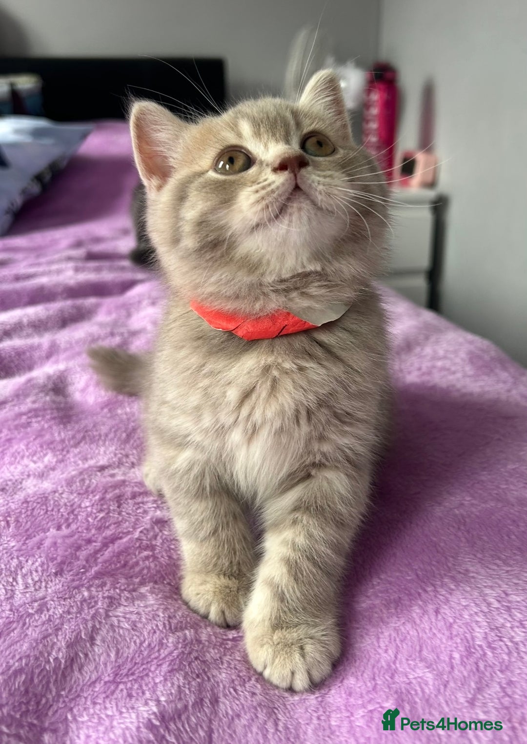 British Shorthair cats for sale: Gorgeous British Shorthair Kittens  - Image 15