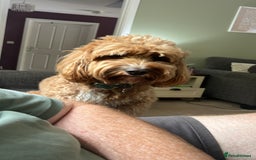 Cockapoo dogs for sale: 2 year old Cockapoo - Image 8