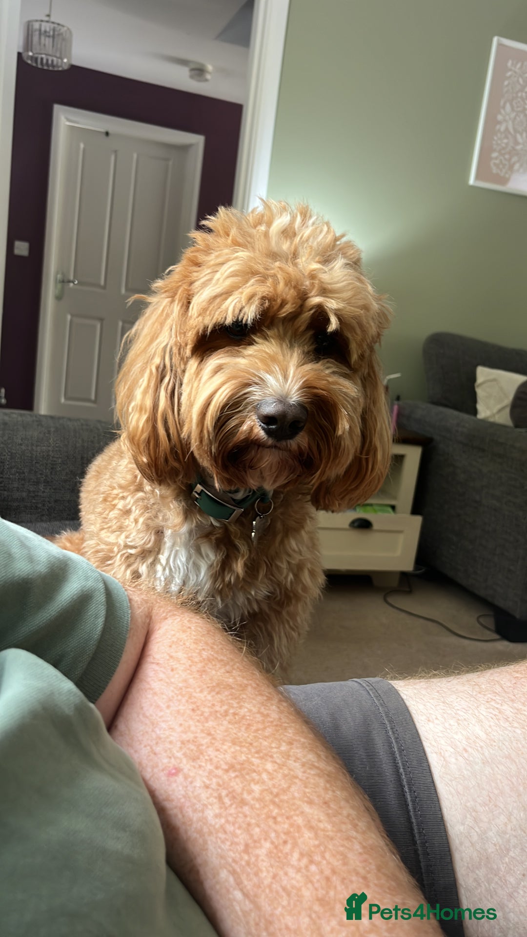 Cockapoo dogs for sale: 2 year old Cockapoo - Image 8