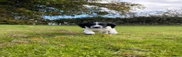 English Springer Spaniel dogs for sale: SPRINGER SPANIEL PUPPIES in Broxburn - Advert 10