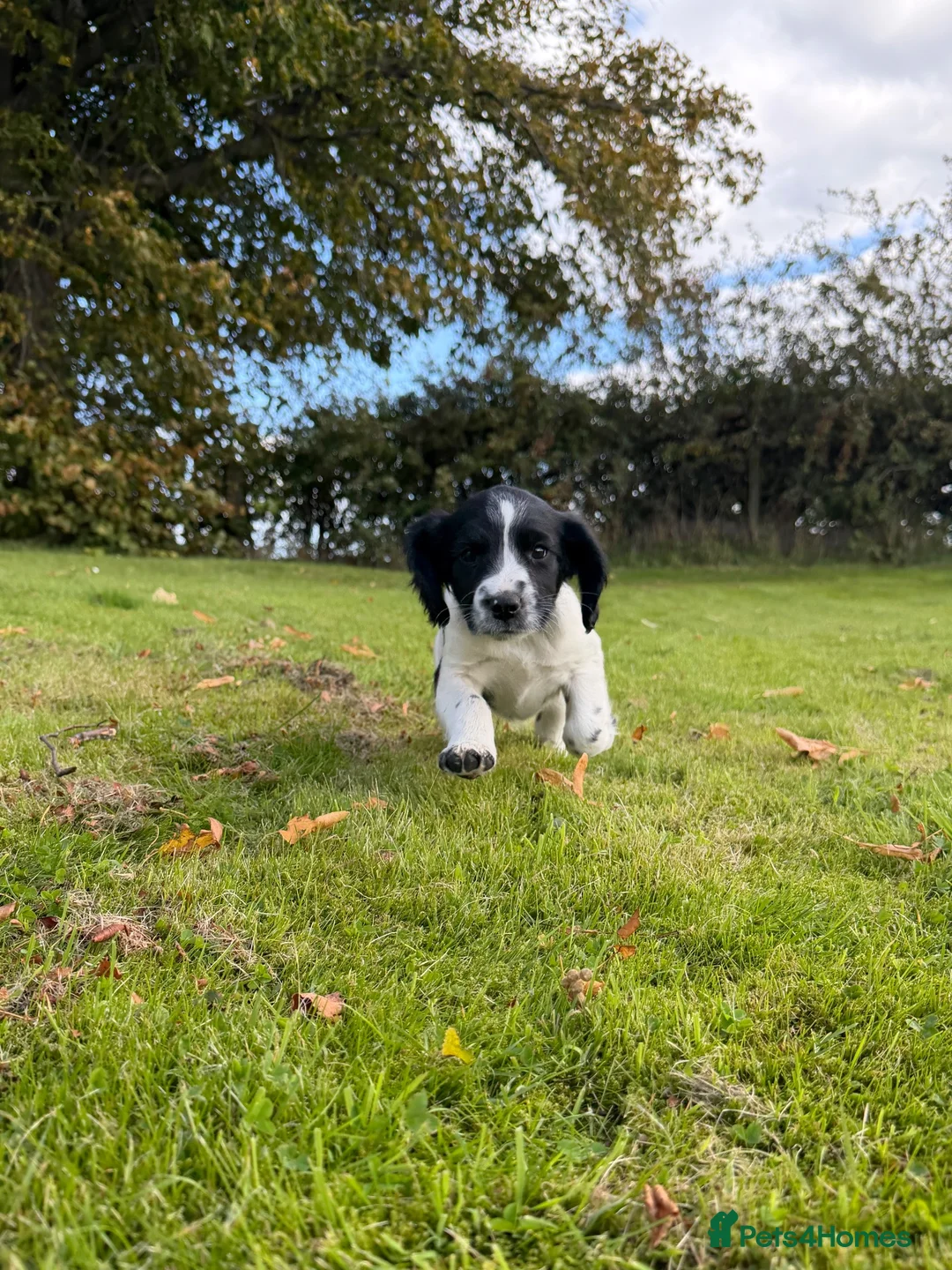 English Springer Spaniel dogs for sale: SPRINGER SPANIEL PUPPIES in Broxburn - Advert 10
